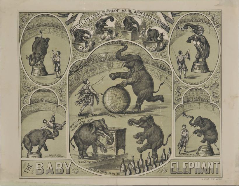 Performing Elephants | Victorian circus animals